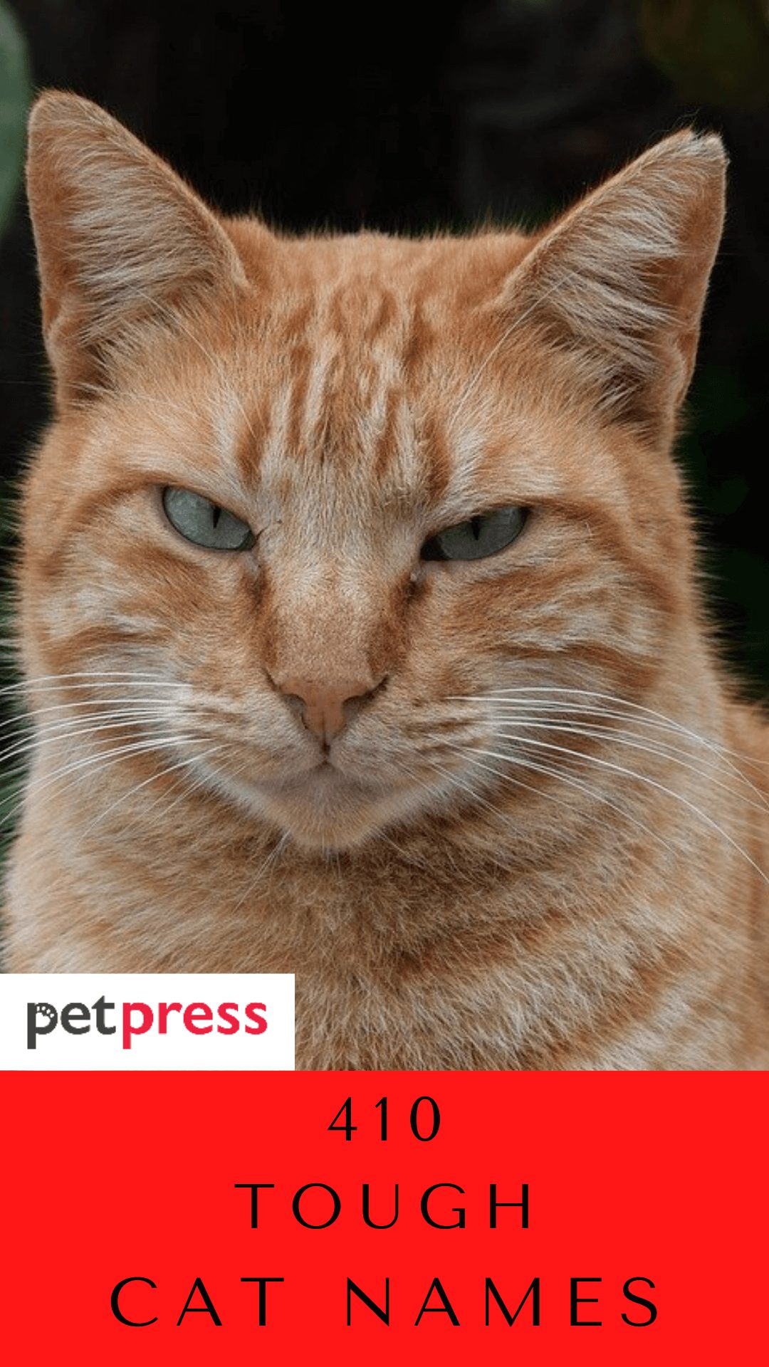 tough-cat-names
