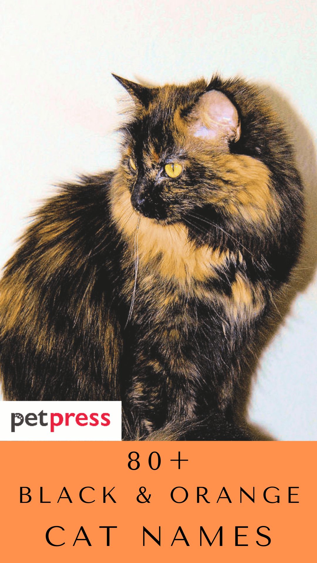 black-orange-cat-names