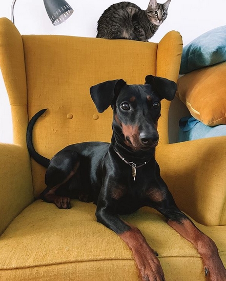 do dobermans get along with cats