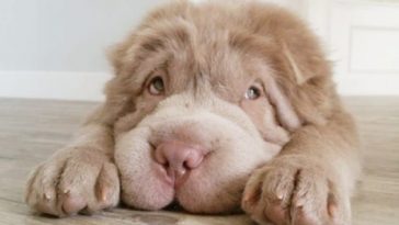 long haired shar pei