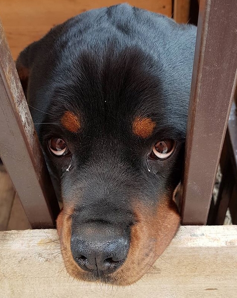 15 Things Only Rottweiler Owners Will Understand | Page 4 of 5 | PetPress