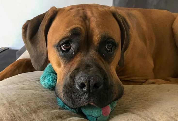 18 Cute Boxer Mixes That'll Melt Your Heart | Page 6 of 6 ...