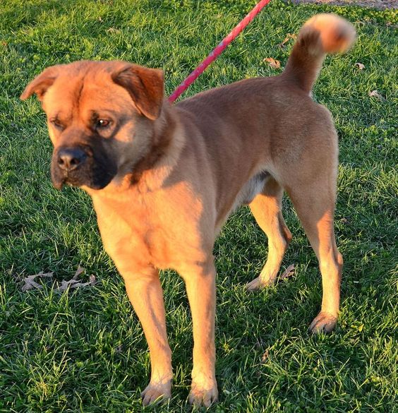 18 Cute Boxer Mixes That'll Melt Your Heart Page 3 of 6 PetPress