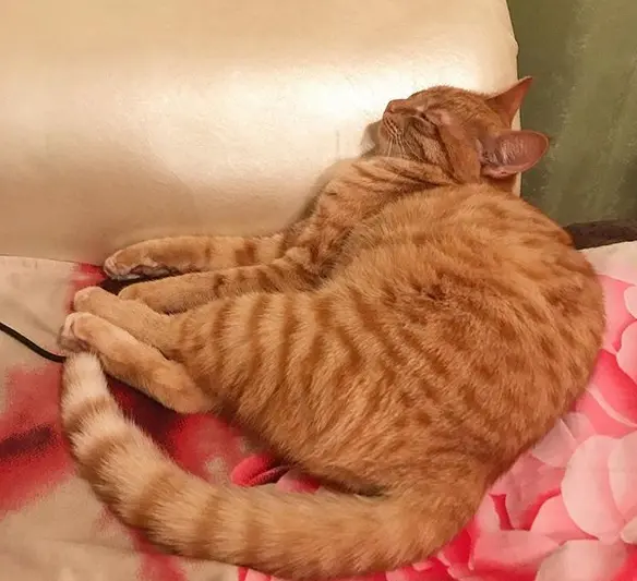 Top 100 Female Orange Tabby Cat Names Petpress