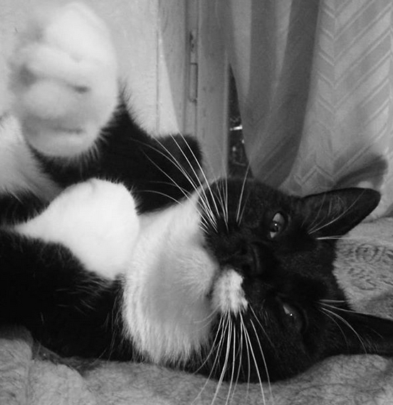 Top 50 Black and White Female Cat Names