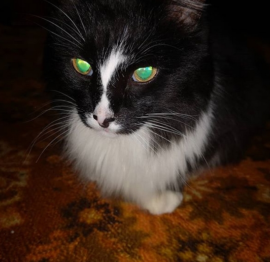 Top 75 Best Female Tuxedo Cat Names PetPress