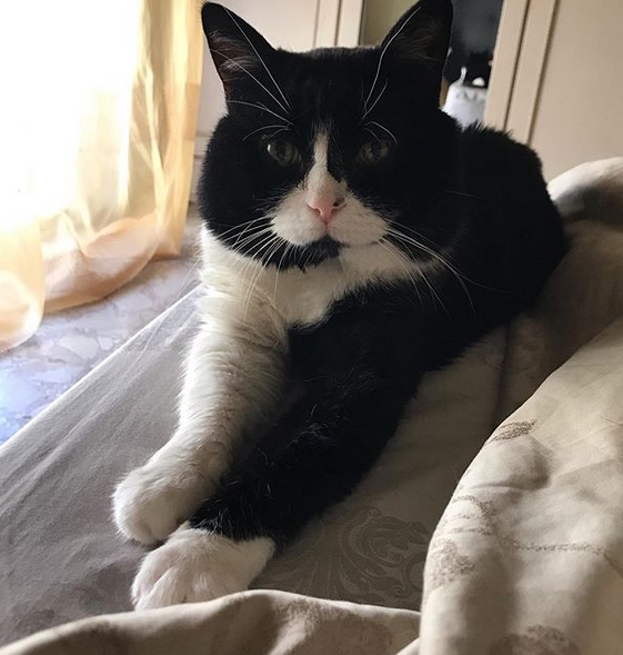 Top 65 Black And White Male Cat Names