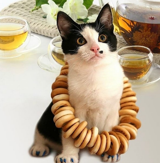 Top 65 Black And White Male Cat Names