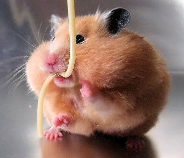 14 Hamsters For Anyone Who's Having A Bad Day Page 5 of 5 PetPress