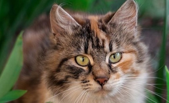 33 Classic Italian Male Cat Names With Meanings