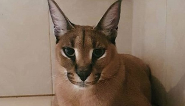66 Exotic Cat Names With Meanings | PetPress