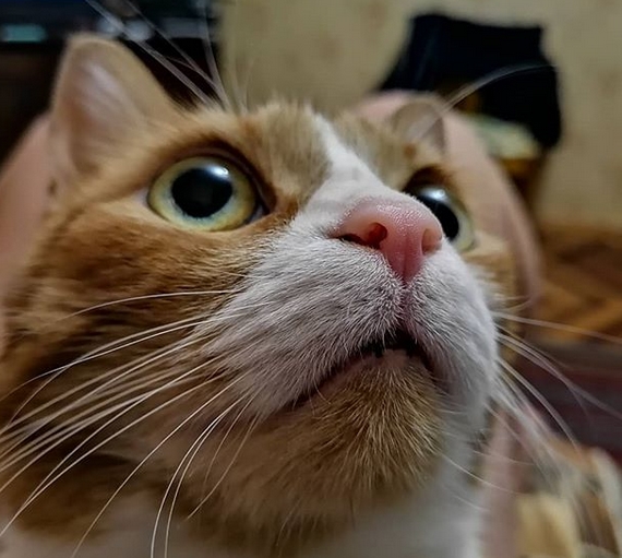 Top 30 Most Popular Roman Cat Names top-30-most-popular-roman-cat-names