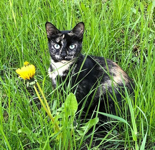 33 Classic Italian Male Cat Names With Meanings