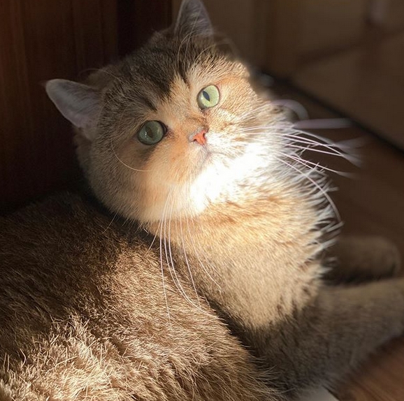 Top 35 Feisty Female Cat Names PetPress top-35-feisty-female-cat-names-petpress