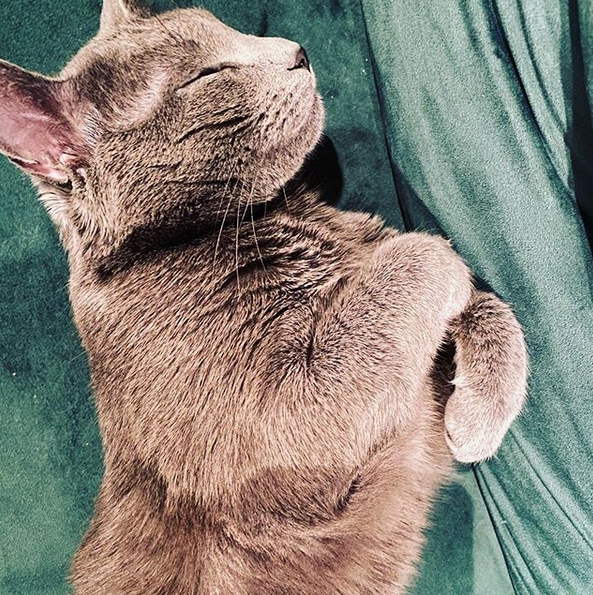 40+ Best Blue Cat Names PetPress