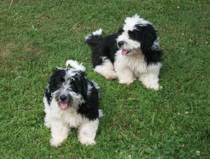 140 Boy and Girl Dog Names That Go Together PetPress