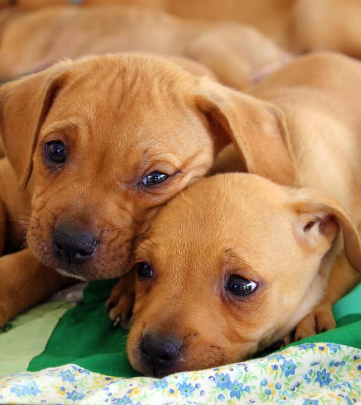 140 Boy and Girl Dog Names That Go Together PetPress