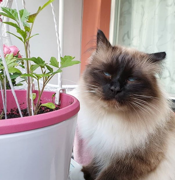 100-best-french-male-cat-names