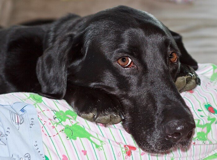 Top 100 Male Black Lab Names For Your Cute Male Black Lab