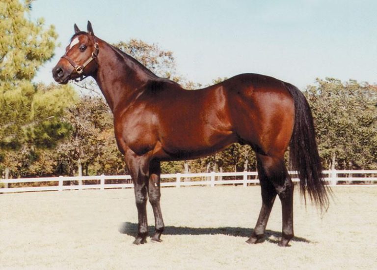 TOP 9 Most Famous Horses In The World Page 2 of 2 PetPress