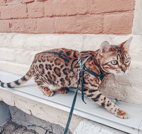 50 Perfect Jungle Cat Names Wild And Exotic Name Ideas For Kittens