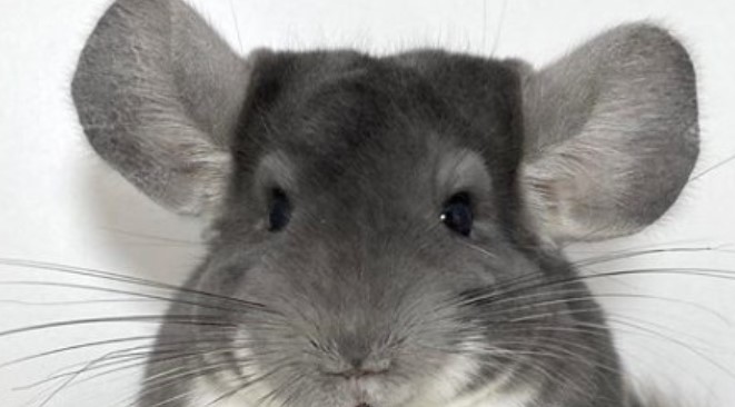 Chinchilla As A Pet Pros And Cons