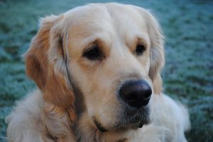 500 Golden Retriever Names - Popular Male and Female Names - PetPress