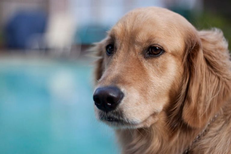 500 Golden Retriever Names Popular Male and Female Names PetPress