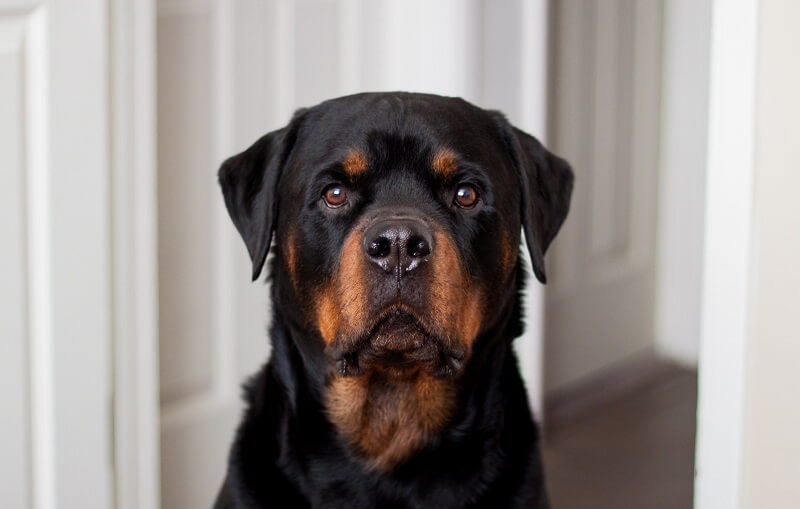 370 Rottweiler Names Popular Male and Female Names PetPress