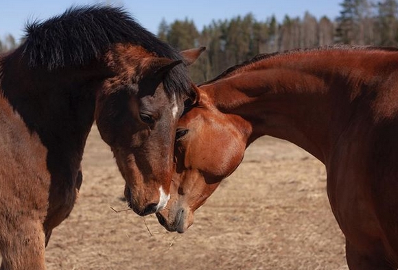 81 Best Brown Horse Names Petpress