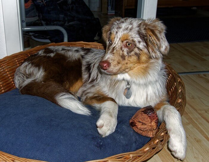 500+ Australian Shepherd Names for Your Aussie Pup! PetPress