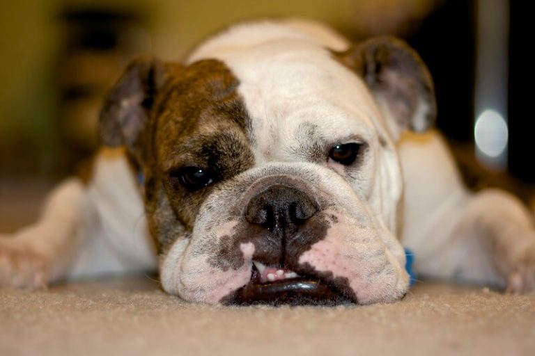 500+ English Bulldog Names Popular Male and Female Names PetPress