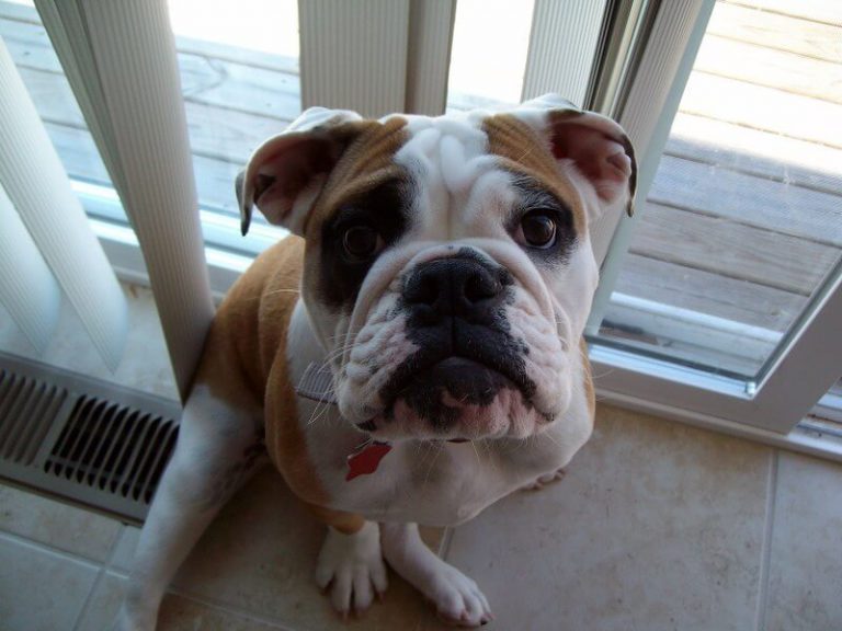 500+ English Bulldog Names Popular Male and Female Names PetPress