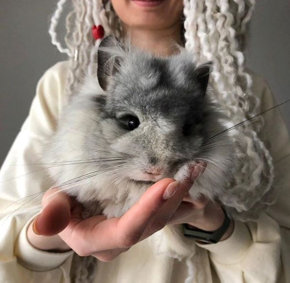 14 Pros and Cons of Chinchillas Before You Get This Cute Animal
