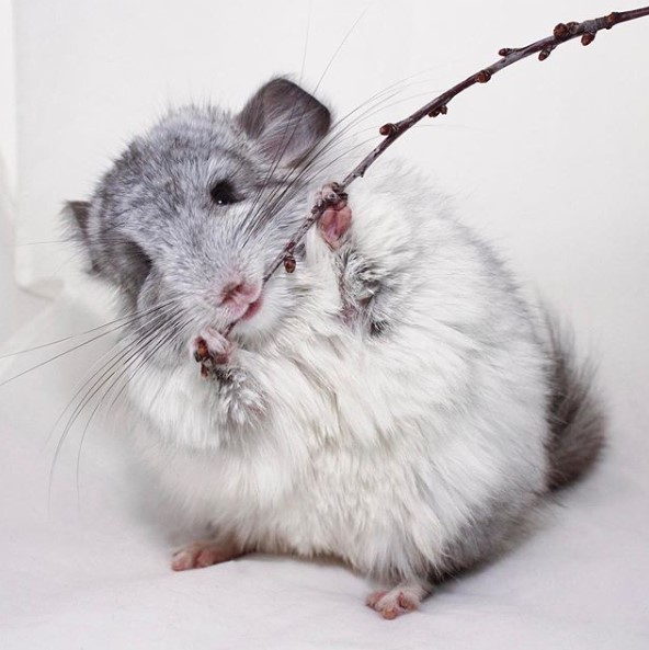 14 Pros and Cons of Chinchillas Before You Get This Cute Animal