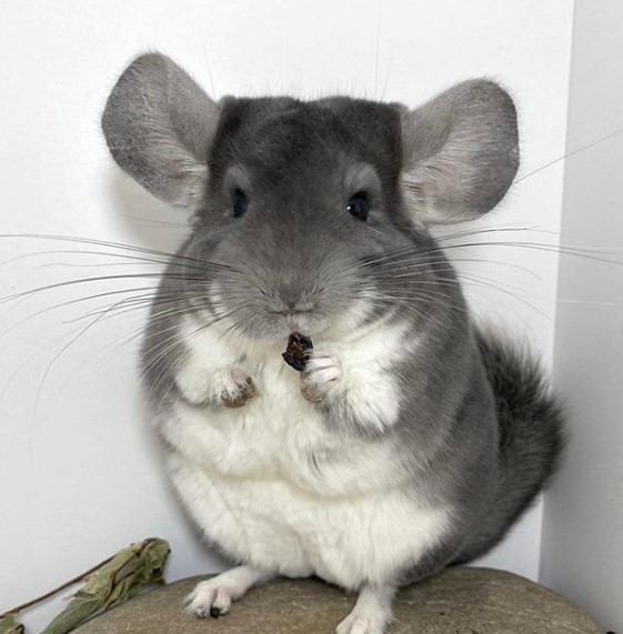 14 Pros And Cons Of Chinchillas Petpress