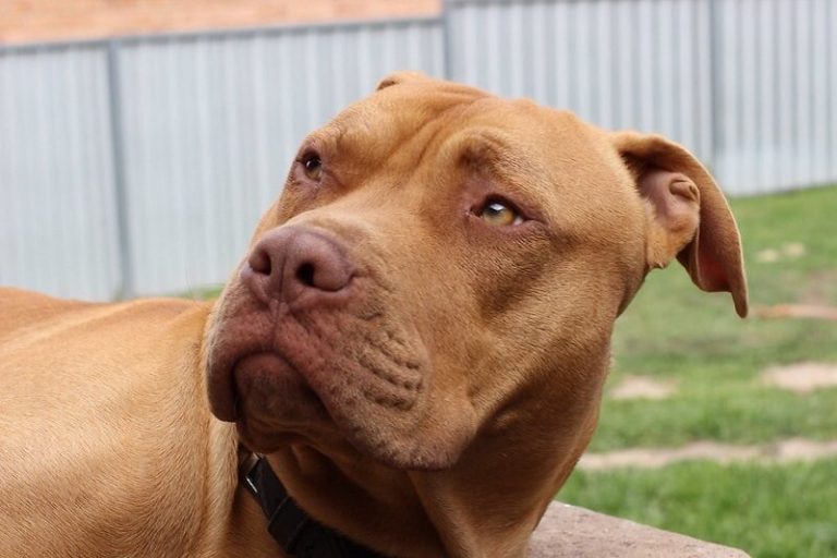 430 Female Pit Bull Names (Tough, Strong, & Cute Names!) PetPress