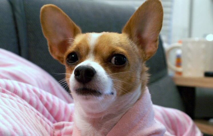 115 Cute Girl Chihuahua Names Female Names For Chihuahuas PetPress