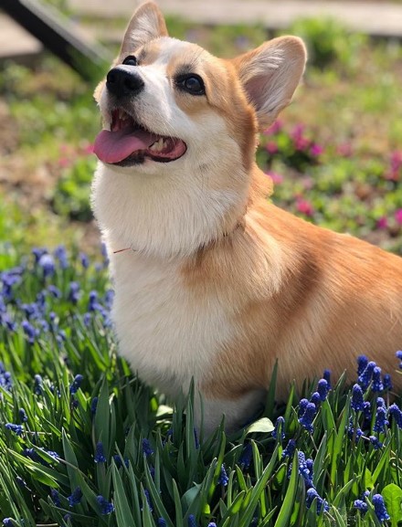 corgi pros and cons