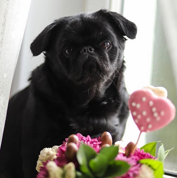 30+ Black Dog Names For Female Dogs PetPress