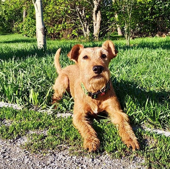 40 Country Western Dog Names PetPress 40 Country Western Dog Names PetPress