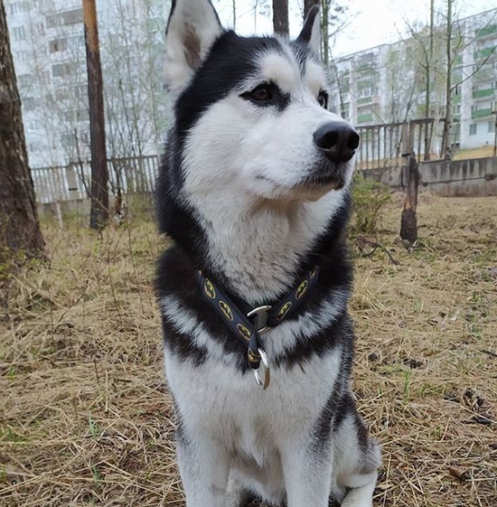 40 Country Western Dog Names PetPress