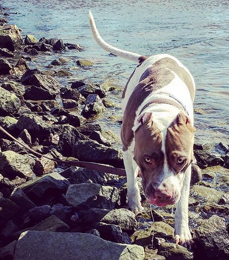 50-traditional-hawaiian-male-dog-names