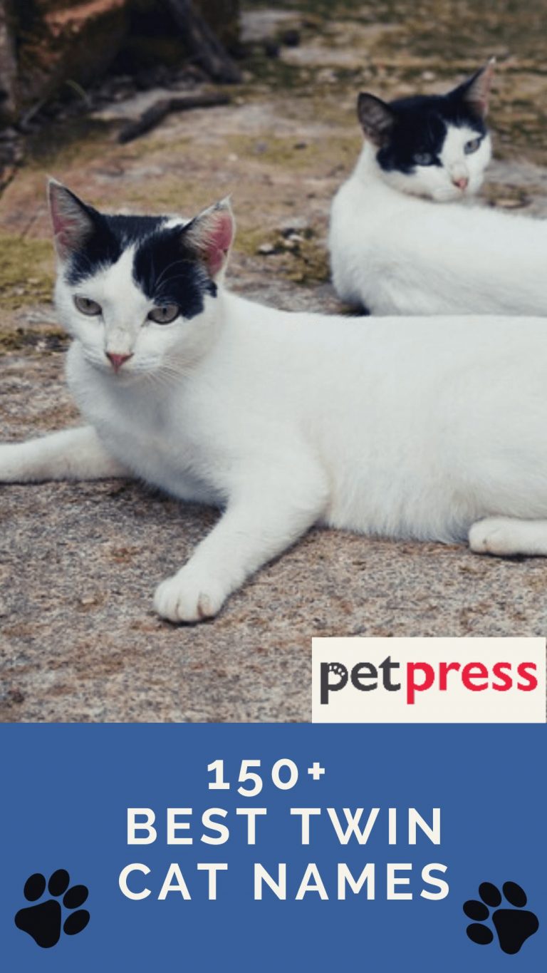 150+ Best Twin Cat Names Cute And Adorable Twin Cat Name