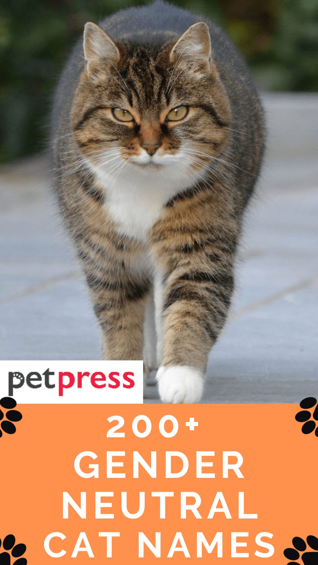 gender-neutral-cat-names