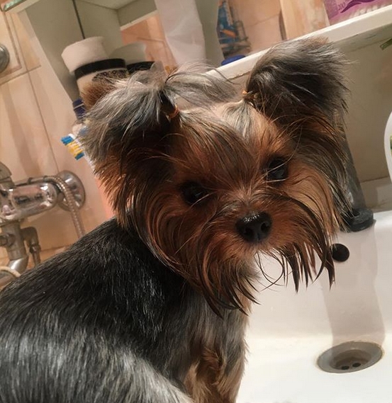 15 Realities That New Yorkshire Terrier Owners Must Accept Page 4 of
