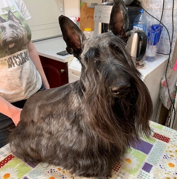 14 Things Only Scottish Terrier Owners Will Understand Page 2 of 4