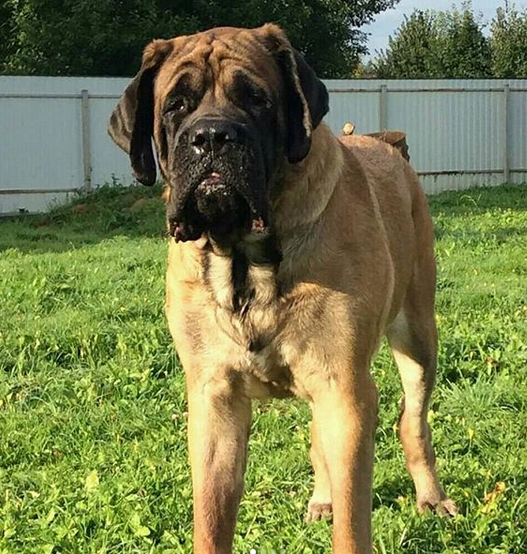 mastiff dog names