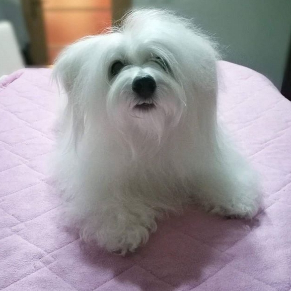 14 Realities That New Coton De Tulear Owners Must Accept Page 2 of 5 PetPress
