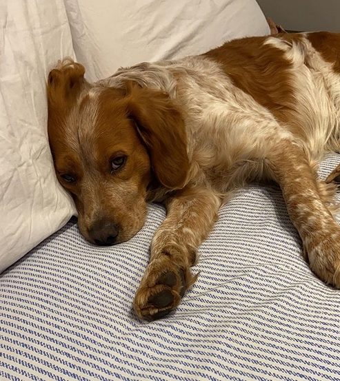 14 Things Only Brittany Spaniel Owners Will Understand | Page 4 of 5